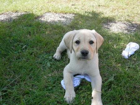 mon chien beverly
